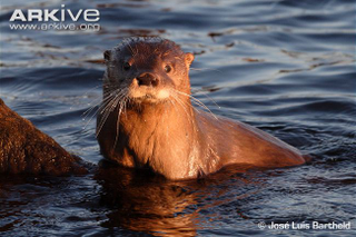 Illustration for article titled Monday Mustelid - Lontra provocax Edition